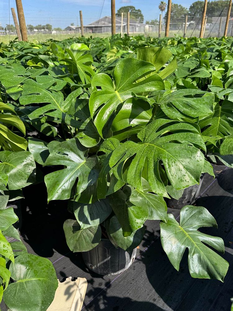 monstera-adansonii-monstera-plant-swiss-cheese-philodendron