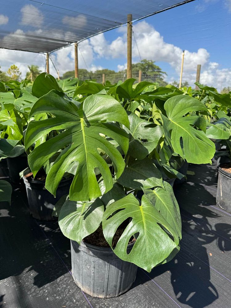 monstera-adansonii-monstera-plant-swiss-cheese-philodendron