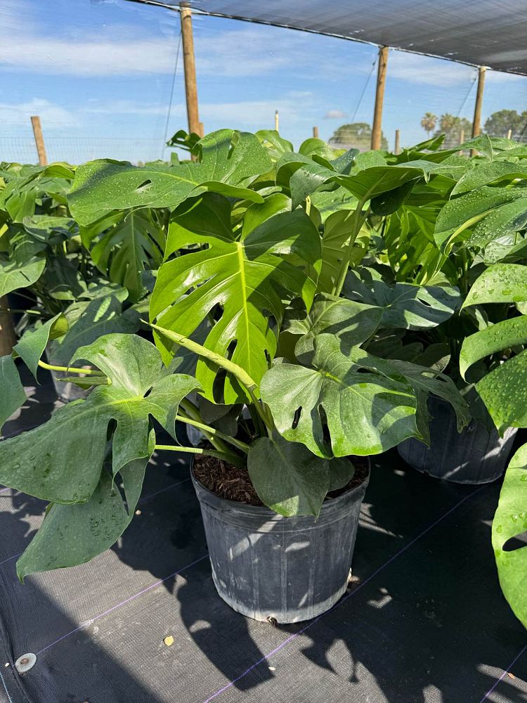 monstera-adansonii-monstera-plant-swiss-cheese-philodendron