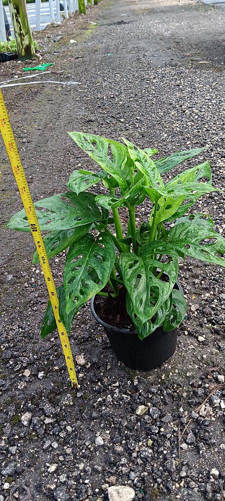 monstera-adansonii-monstera-plant-swiss-cheese-philodendron