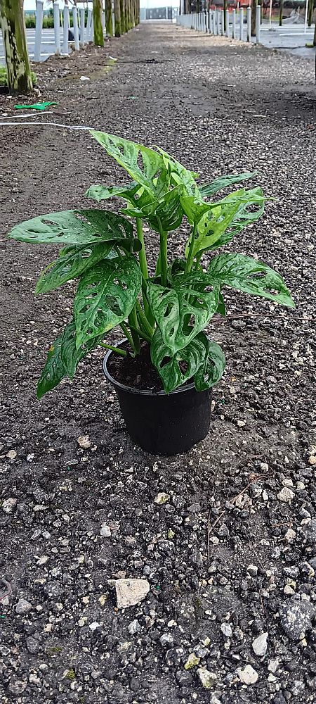 monstera-adansonii-monstera-plant-swiss-cheese-philodendron