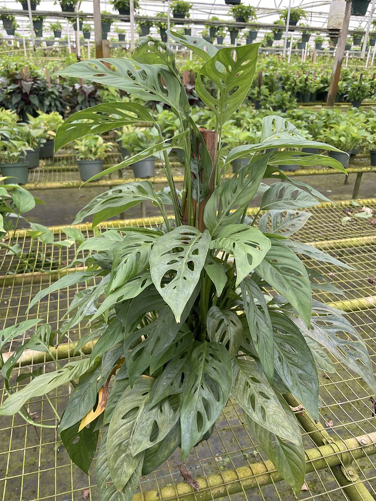monstera-adansonii-monstera-plant-swiss-cheese-philodendron