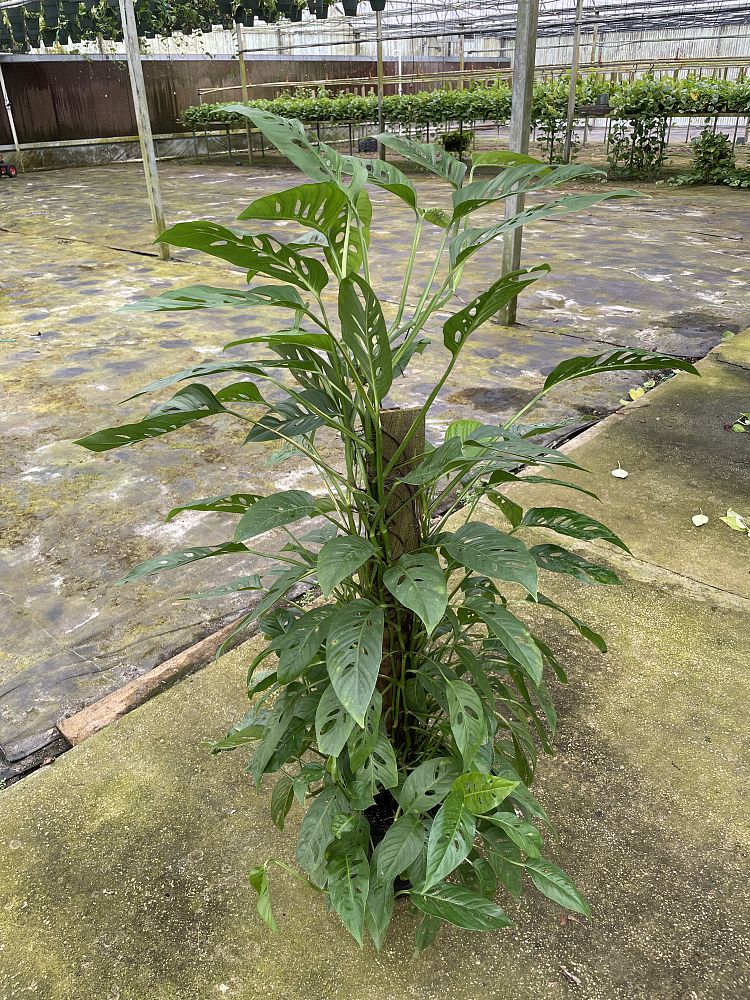 monstera-adansonii-monstera-plant-swiss-cheese-philodendron