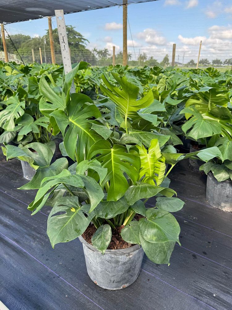monstera-adansonii-monstera-plant-swiss-cheese-philodendron