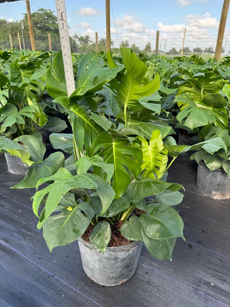 monstera-adansonii-monstera-plant-swiss-cheese-philodendron