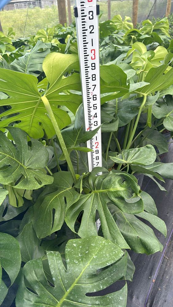 monstera-adansonii-monstera-plant-swiss-cheese-philodendron