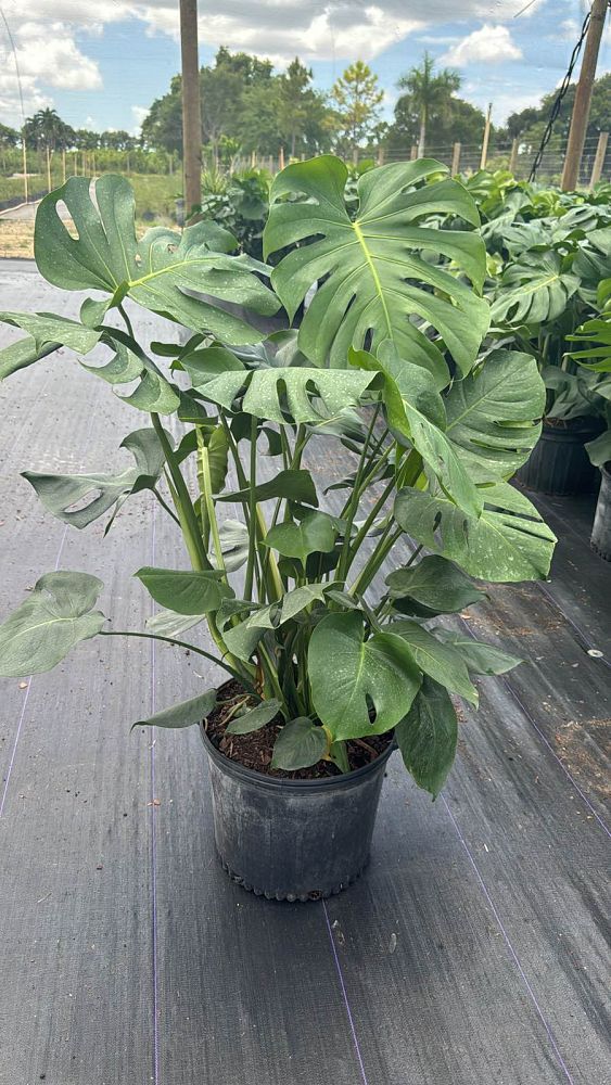 monstera-adansonii-monstera-plant-swiss-cheese-philodendron
