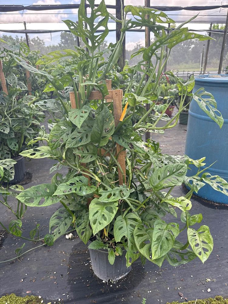 monstera-adansonii-monstera-plant-swiss-cheese-philodendron