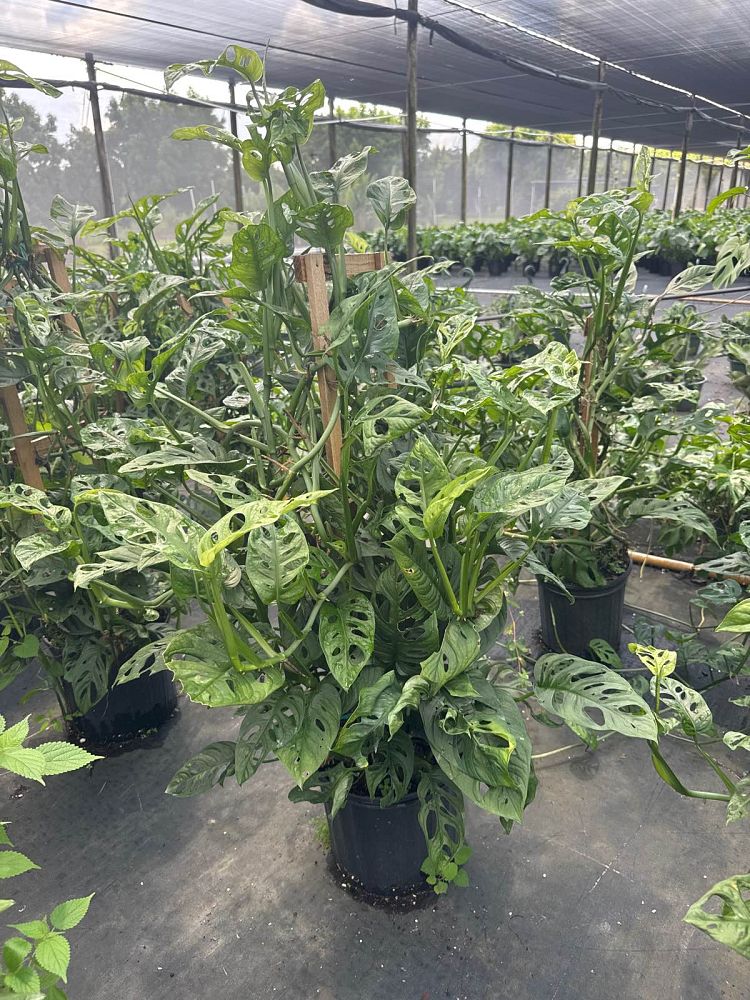 monstera-adansonii-monstera-plant-swiss-cheese-philodendron