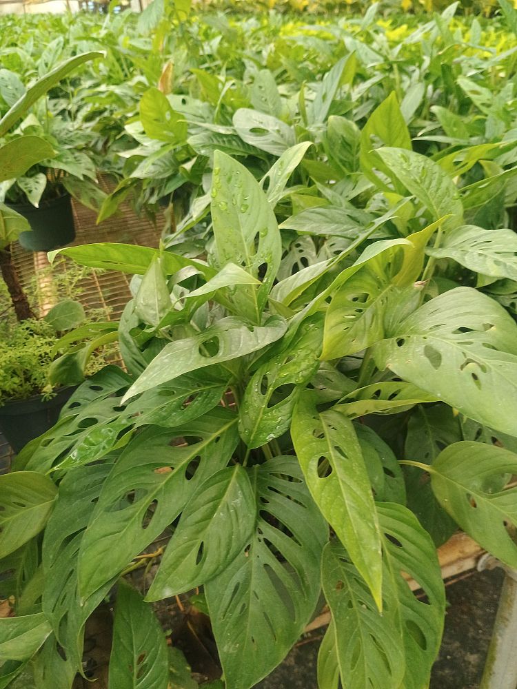 monstera-adansonii-monstera-plant-swiss-cheese-philodendron