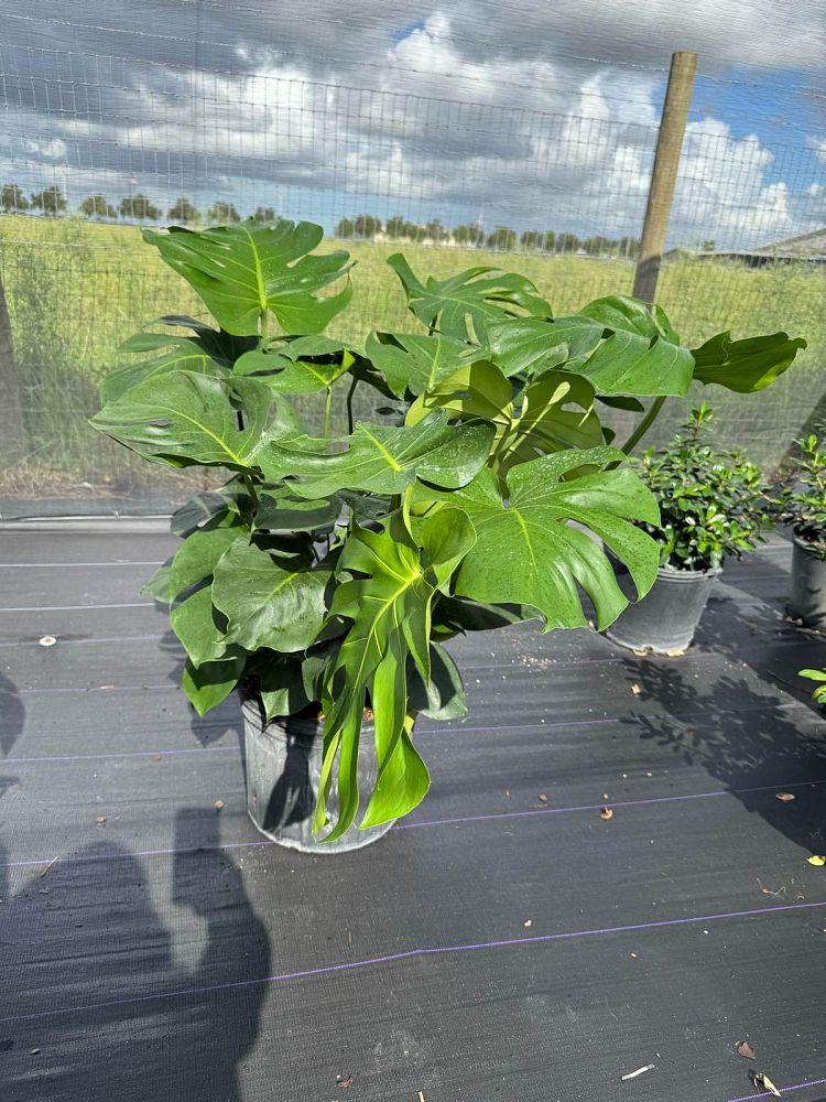 monstera-adansonii-monstera-plant-swiss-cheese-philodendron