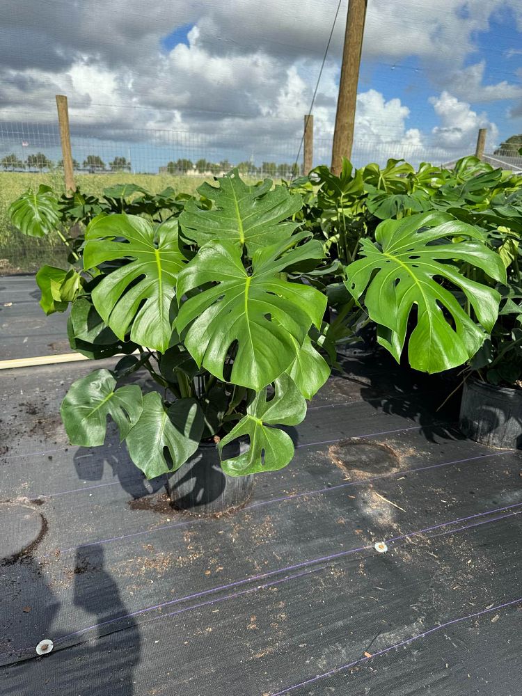 monstera-adansonii-monstera-plant-swiss-cheese-philodendron