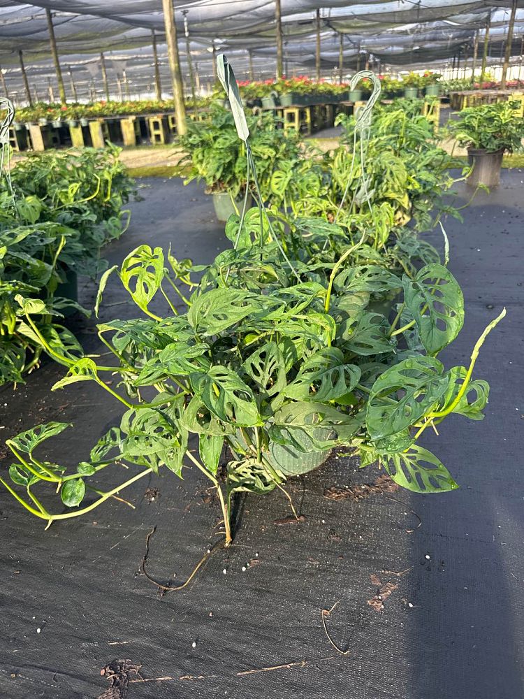 monstera-adansonii-monstera-plant-swiss-cheese-philodendron