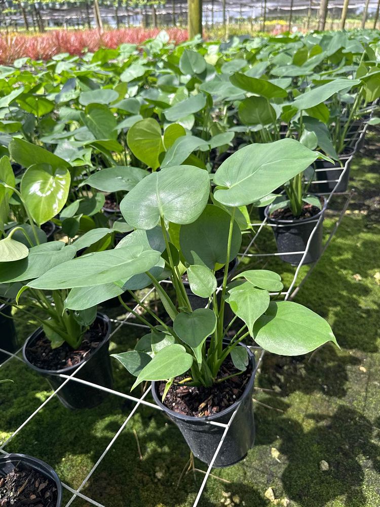 monstera-adansonii-monstera-plant-swiss-cheese-philodendron