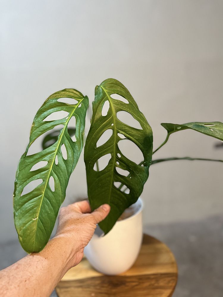 monstera-adansonii-variegated