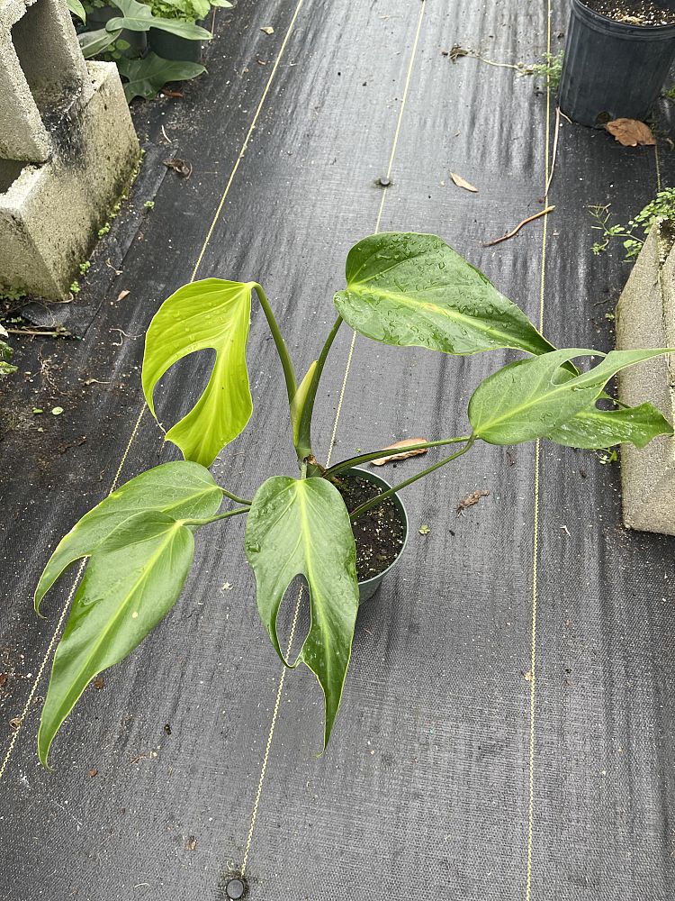 monstera-burle-marx-flame