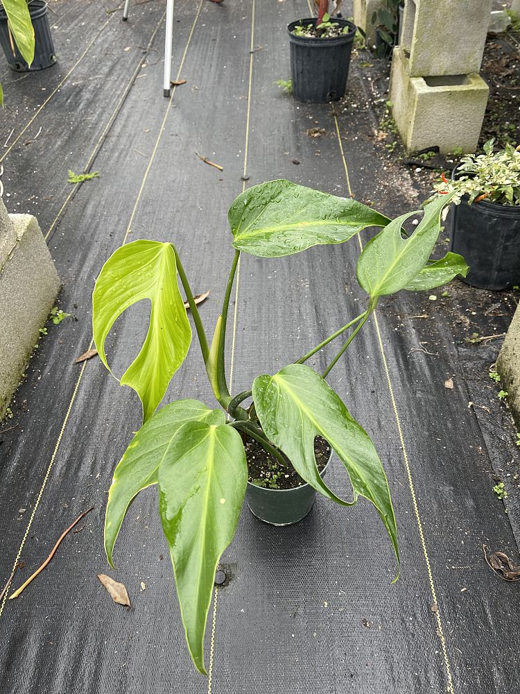monstera-burle-marx-flame