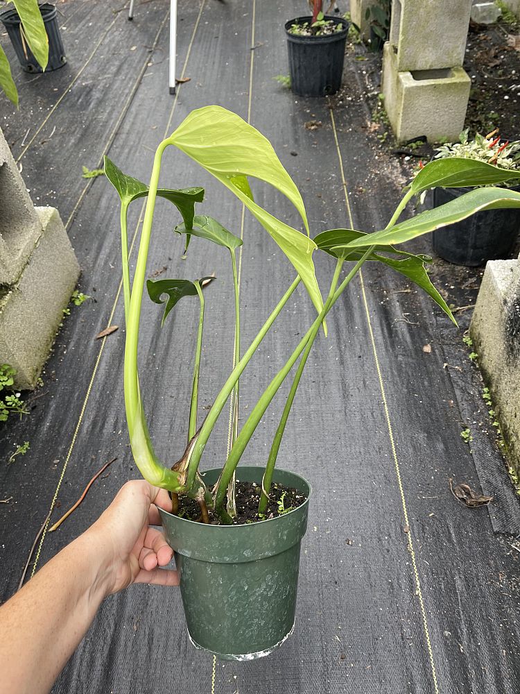 monstera-burle-marx-flame