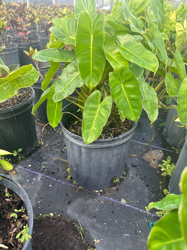 monstera-burle-marx-flame