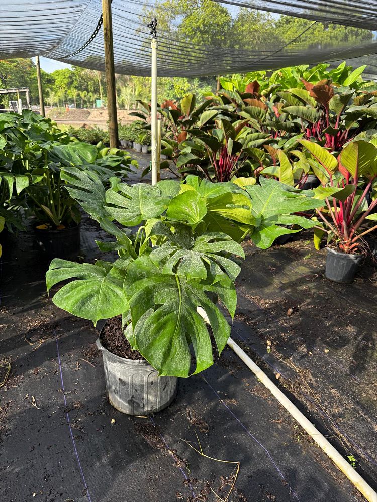 monstera-burle-marx-flame
