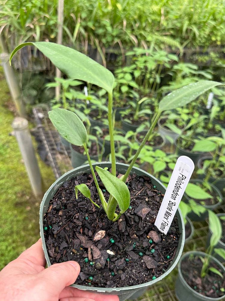 monstera-burle-marx-flame