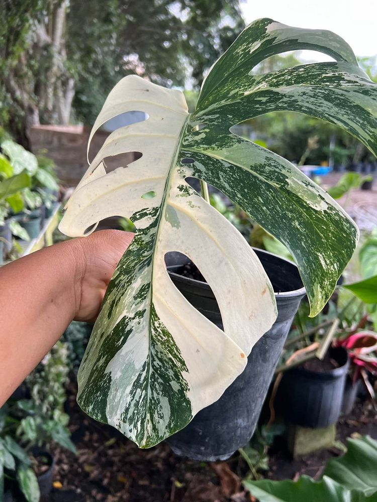 monstera-deliciosa-albo-variegata-variegated-split-leaf-philodendron