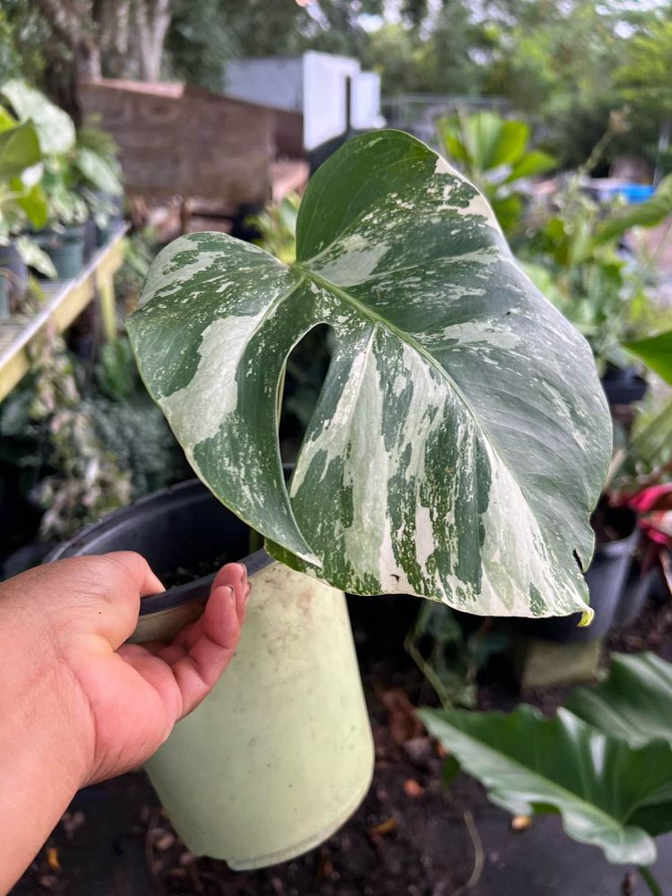 monstera-deliciosa-albo-variegata-variegated-split-leaf-philodendron