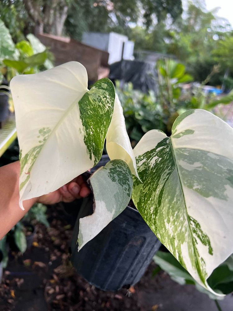 monstera-deliciosa-albo-variegata-variegated-split-leaf-philodendron