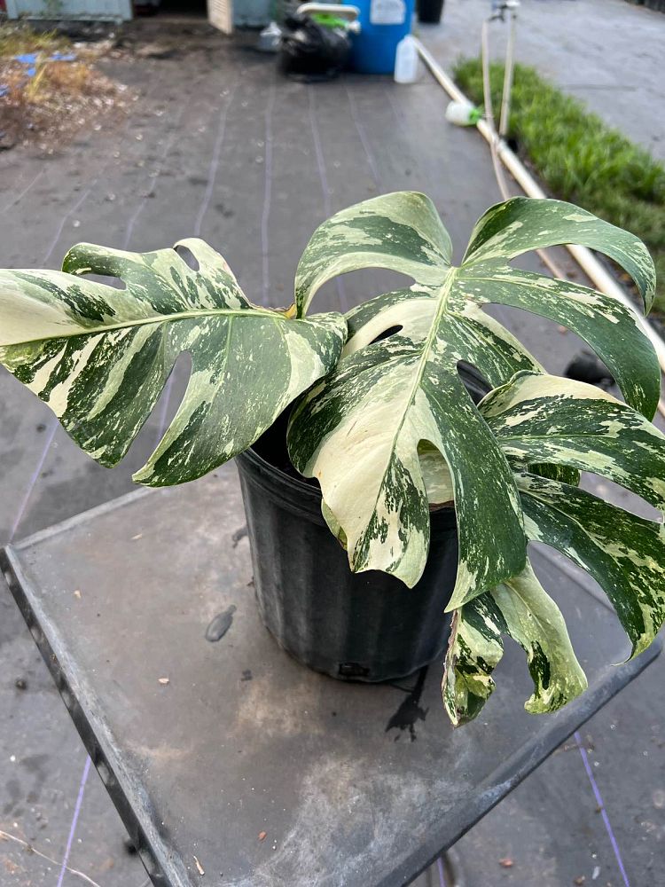 monstera-deliciosa-albo-variegata-variegated-split-leaf-philodendron