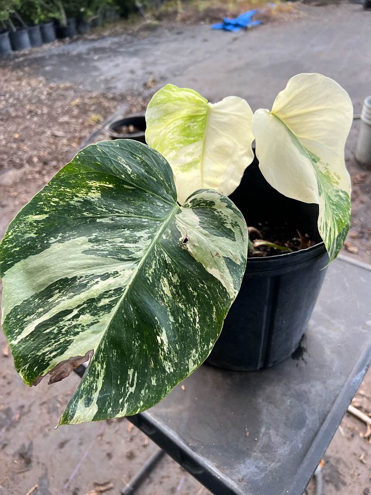 monstera-deliciosa-albo-variegata-variegated-split-leaf-philodendron