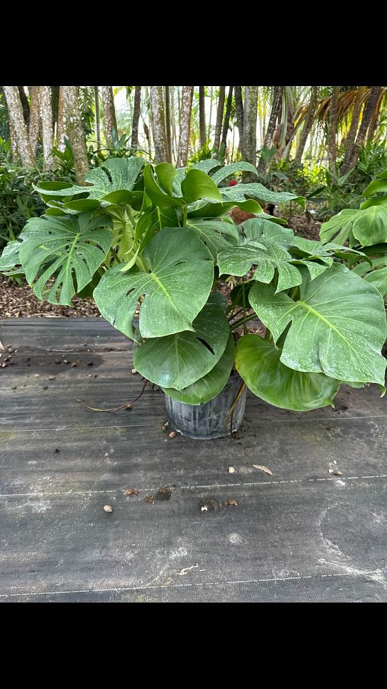 monstera-deliciosa-marmorata-split-leaf-philodendron