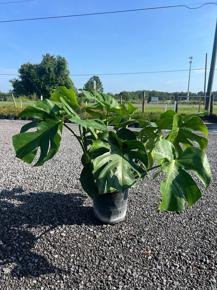 monstera-deliciosa-marmorata-split-leaf-philodendron