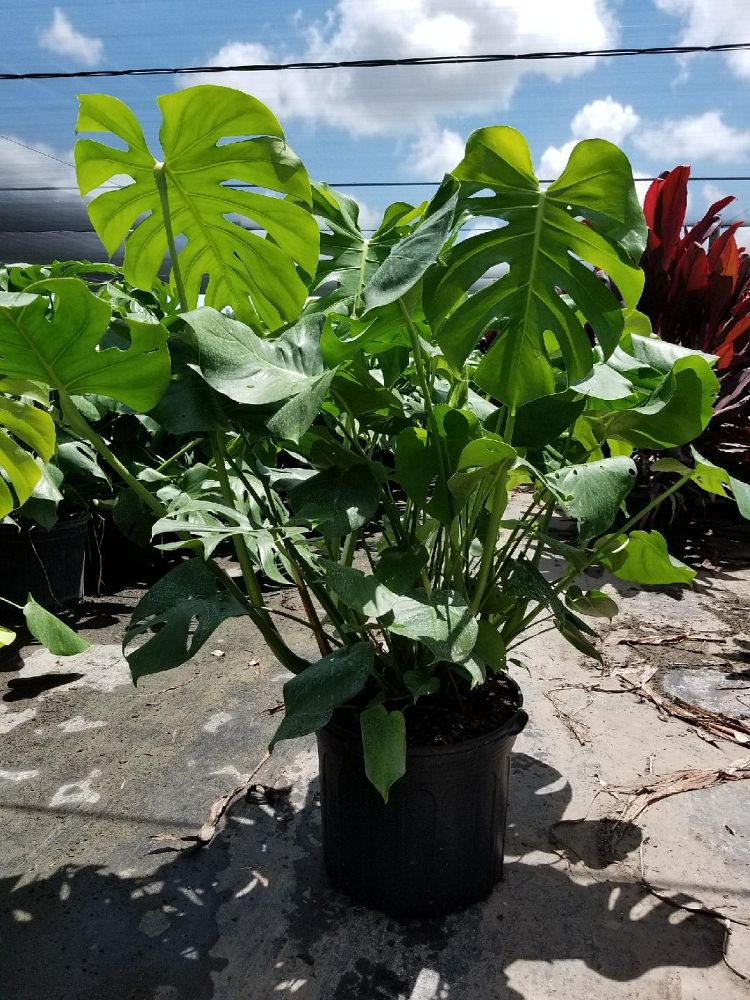 Garden Of Life Llc West Palm Beach Florida Garden Of Life Llc West Palm Beach Florida