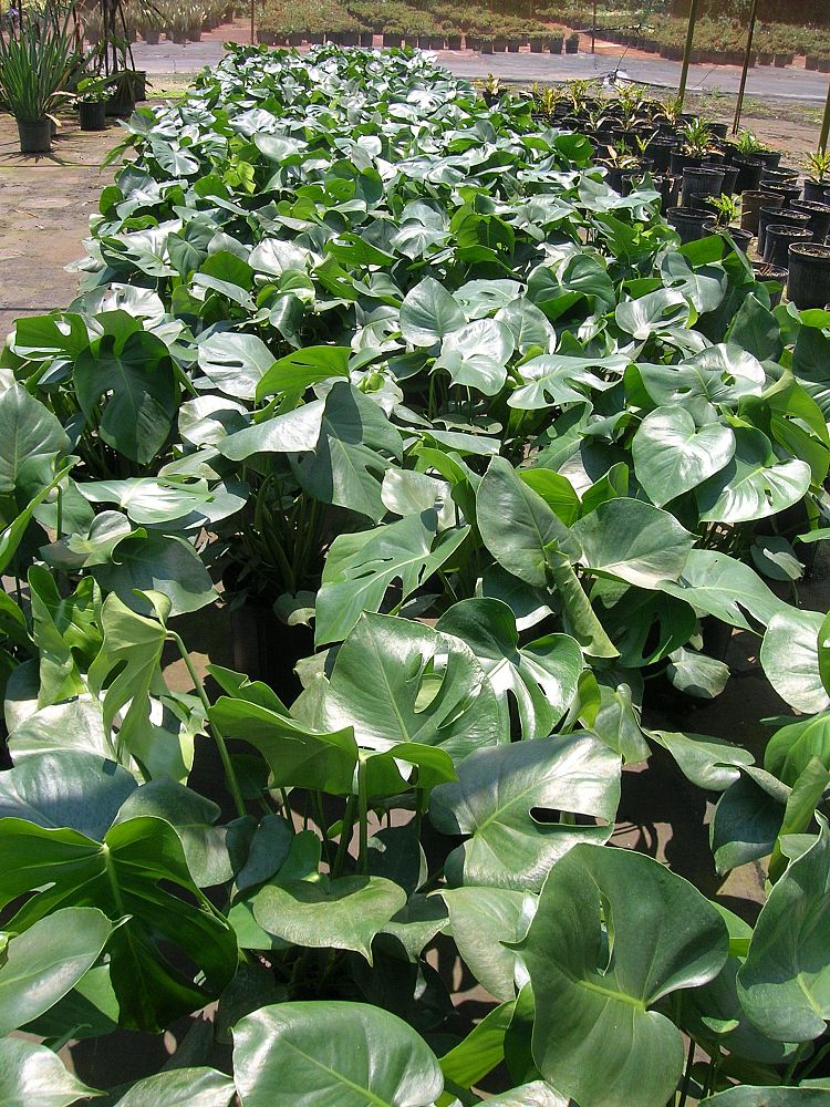 monstera-deliciosa-swiss-cheese-vine-philodendron-pertusum-monstera-lennea-mexican-breadfruit-ceriman