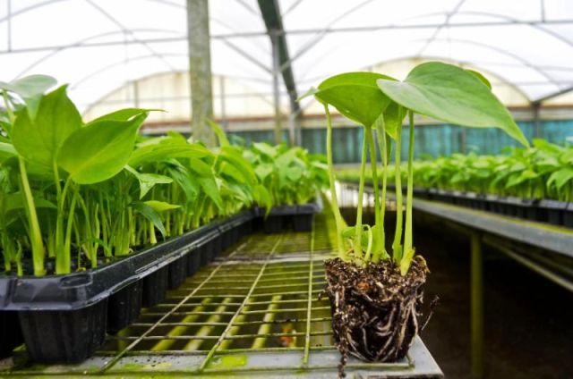 monstera-deliciosa-swiss-cheese-vine-philodendron-pertusum-monstera-lennea-mexican-breadfruit-ceriman