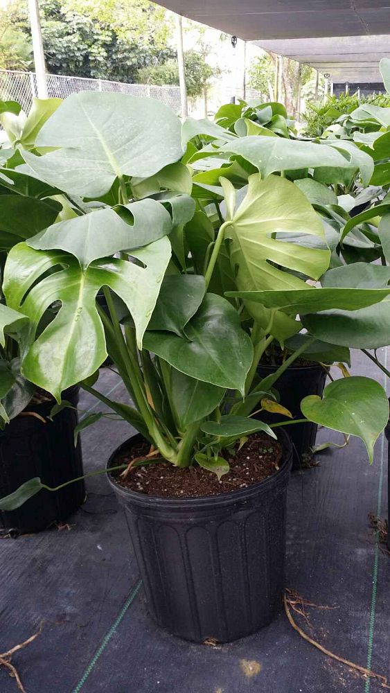 monstera-deliciosa-swiss-cheese-vine-philodendron-pertusum-monstera-lennea-mexican-breadfruit-ceriman