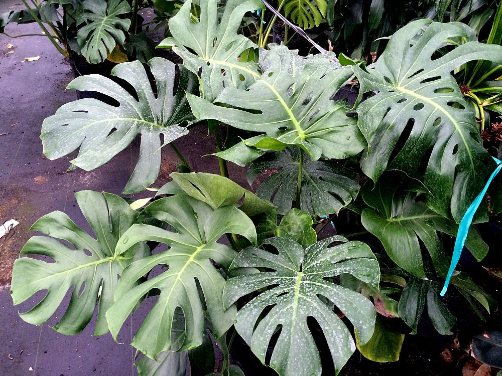 monstera-deliciosa-swiss-cheese-vine-philodendron-pertusum-monstera-lennea-mexican-breadfruit-ceriman