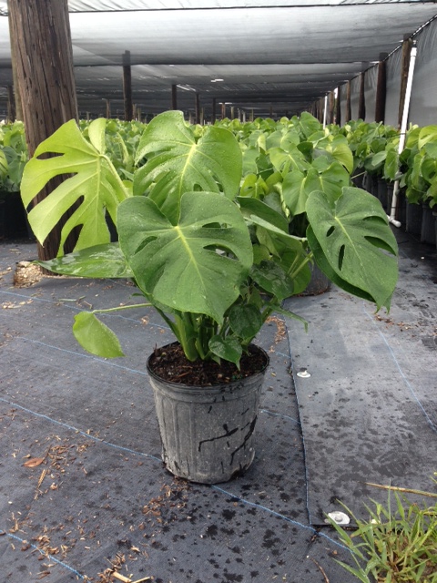 monstera-deliciosa-swiss-cheese-vine-philodendron-pertusum-monstera-lennea-mexican-breadfruit-ceriman