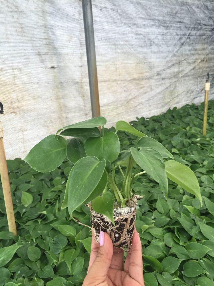 monstera-deliciosa-swiss-cheese-vine-philodendron-pertusum-monstera-lennea-mexican-breadfruit-ceriman