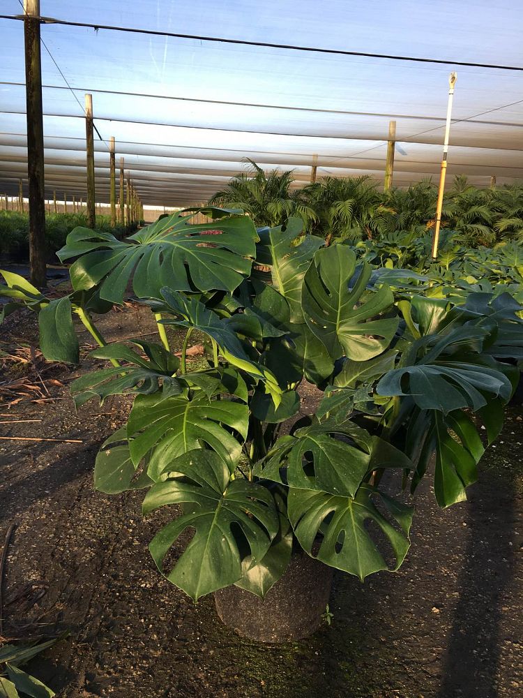 monstera-deliciosa-swiss-cheese-vine-philodendron-pertusum-monstera-lennea-mexican-breadfruit-ceriman