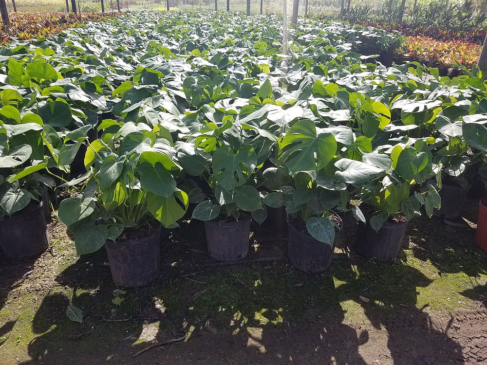 monstera-deliciosa-swiss-cheese-vine-philodendron-pertusum-monstera-lennea-mexican-breadfruit-ceriman