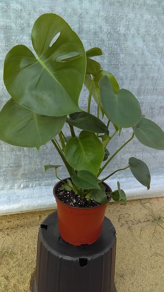 monstera-deliciosa-swiss-cheese-vine-philodendron-pertusum-monstera-lennea-mexican-breadfruit-ceriman