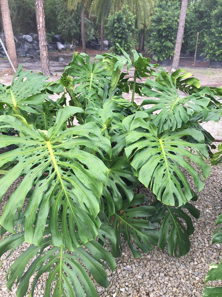monstera-deliciosa-swiss-cheese-vine-philodendron-pertusum-monstera-lennea-mexican-breadfruit-ceriman