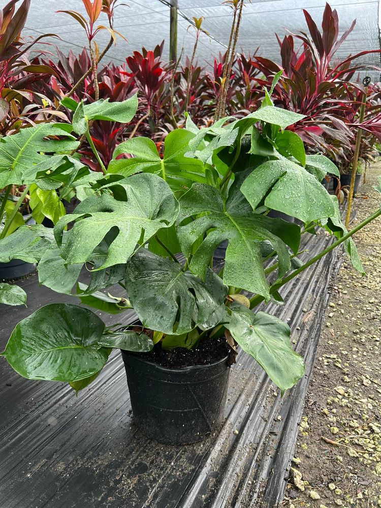 monstera-deliciosa-swiss-cheese-vine-philodendron-pertusum-monstera-lennea-mexican-breadfruit-ceriman