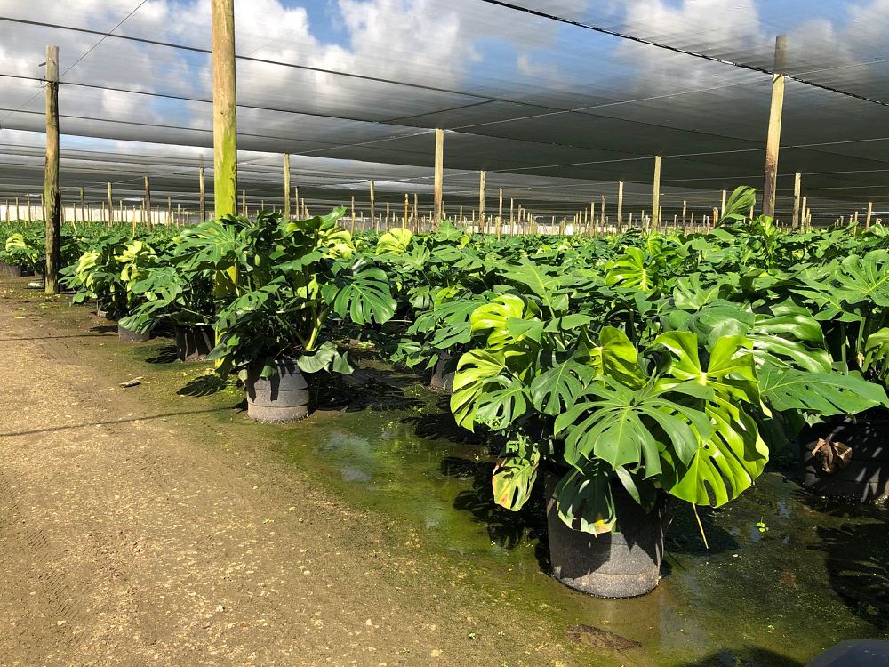 monstera-deliciosa-swiss-cheese-vine-philodendron-pertusum-monstera-lennea-mexican-breadfruit-ceriman