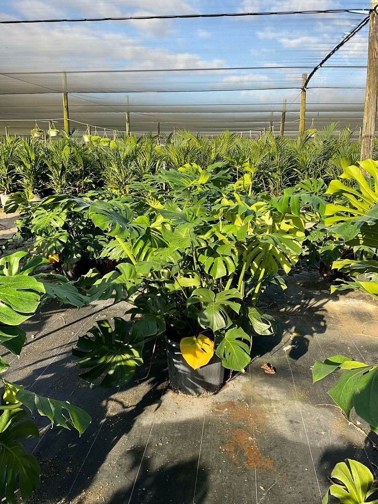 monstera-deliciosa-swiss-cheese-vine-philodendron-pertusum-monstera-lennea-mexican-breadfruit-ceriman