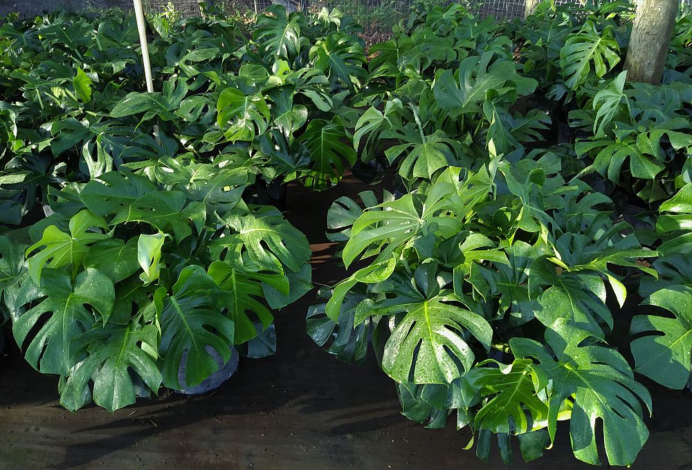 monstera-deliciosa-swiss-cheese-vine-philodendron-pertusum-monstera-lennea-mexican-breadfruit-ceriman
