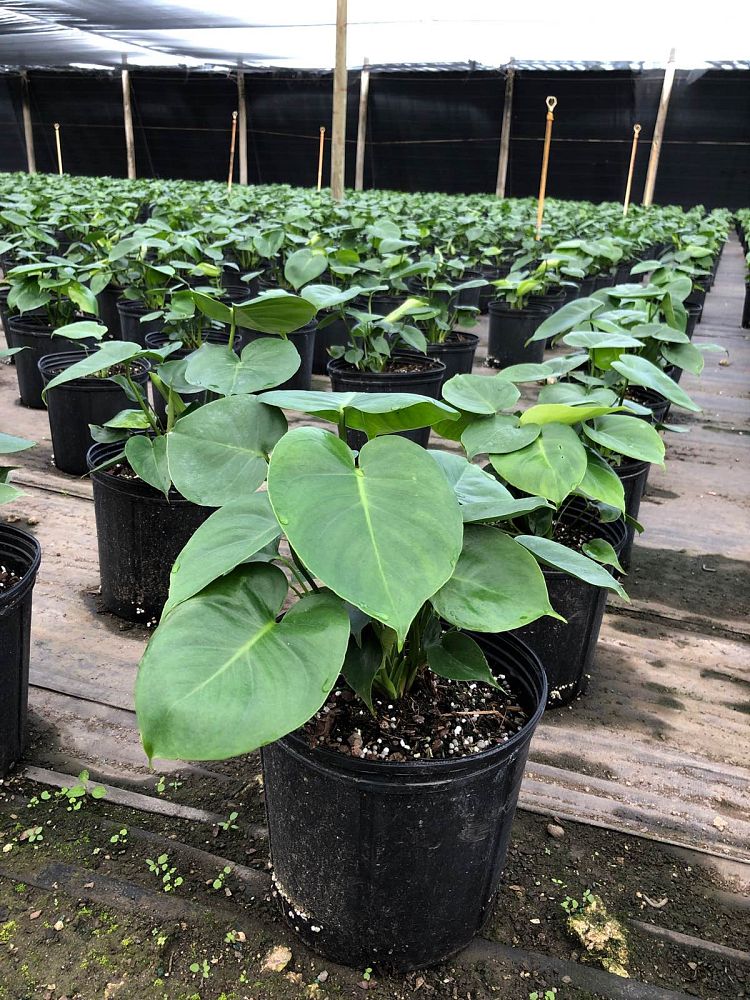 monstera-deliciosa-swiss-cheese-vine-philodendron-pertusum-monstera-lennea-mexican-breadfruit-ceriman