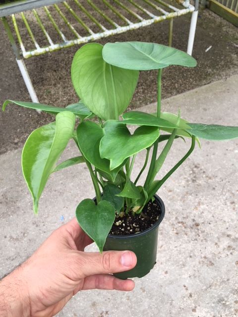 monstera-deliciosa-swiss-cheese-vine-philodendron-pertusum-monstera-lennea-mexican-breadfruit-ceriman