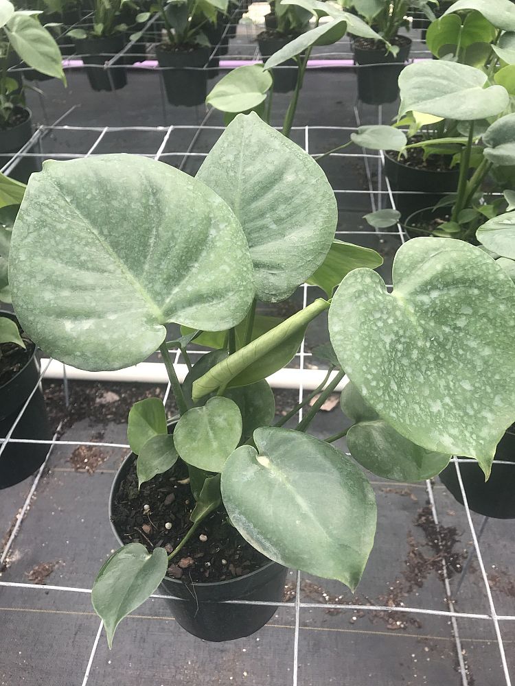 monstera-deliciosa-swiss-cheese-vine-philodendron-pertusum-monstera-lennea-mexican-breadfruit-ceriman